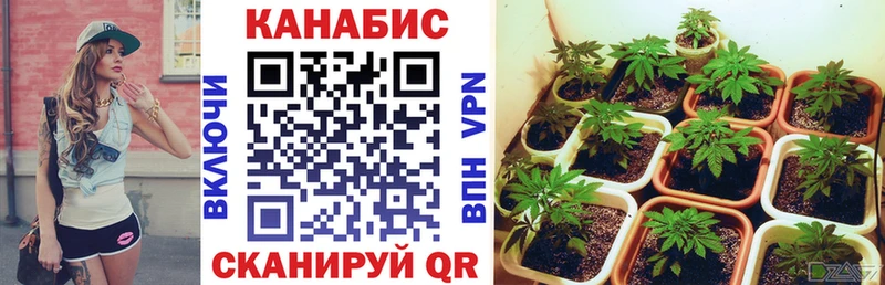 Бошки Шишки индика  закладки  Нижние Серги 